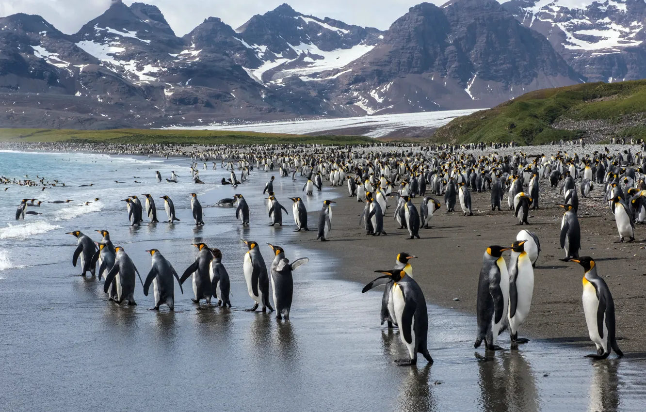 Фото обои море, берег, королевские пингвины
