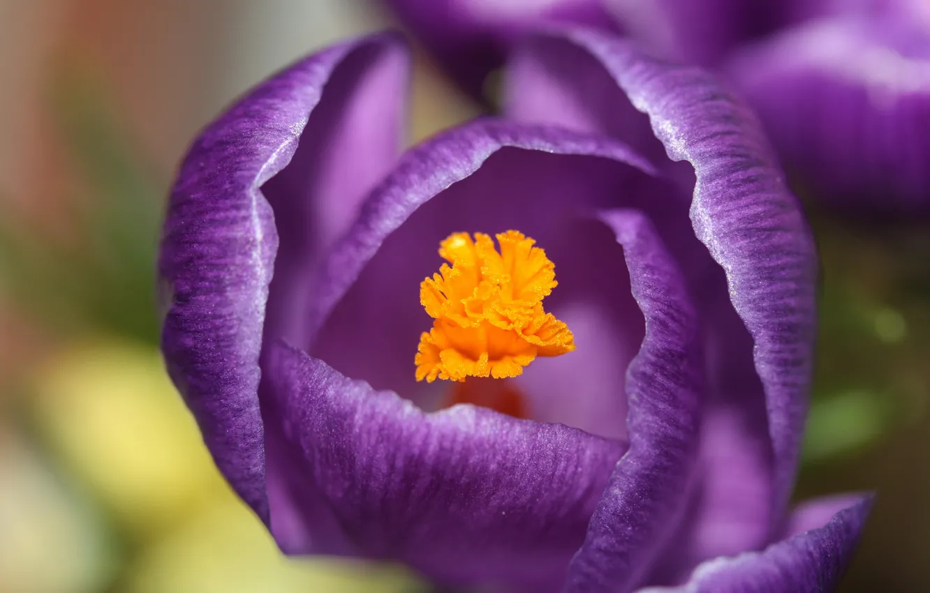 Фото обои цветок, фиолетовый, макро, фокус, лепестки, Крокус