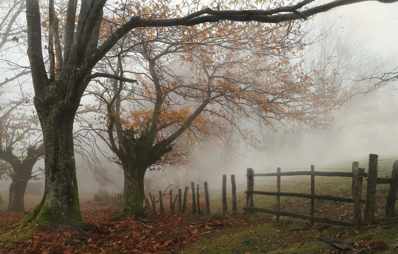 Фото обои поле, осень, лес, деревья, ветки, природа, туман, забор