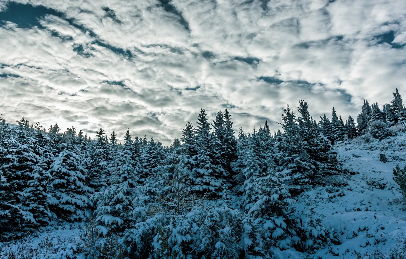 Фото обои зима, лес, небо, облака, снег, голубой, ели, холм
