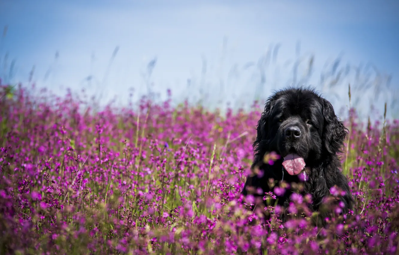 Фото обои язык, морда, цветы, собака, луг, Ньюфаундленд