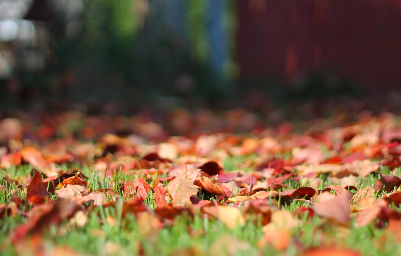 Фото обои осень, трава, листья, природа, фон, листва, забор, лужайка