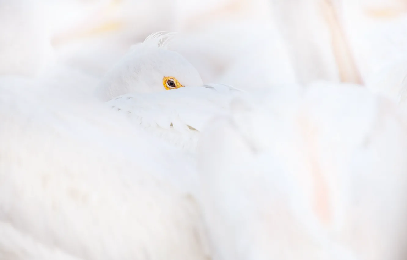 Фото обои white, eye, wildlife, pelican, curled up
