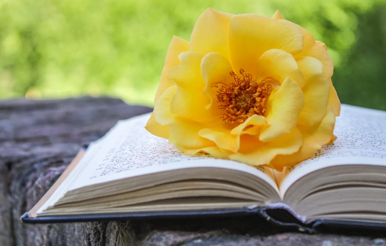 Фото обои роза, книга, желтая, боке, композиция, брус