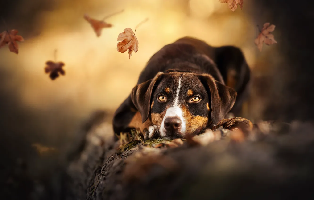 Фото обои осень, взгляд, морда, листья, собака