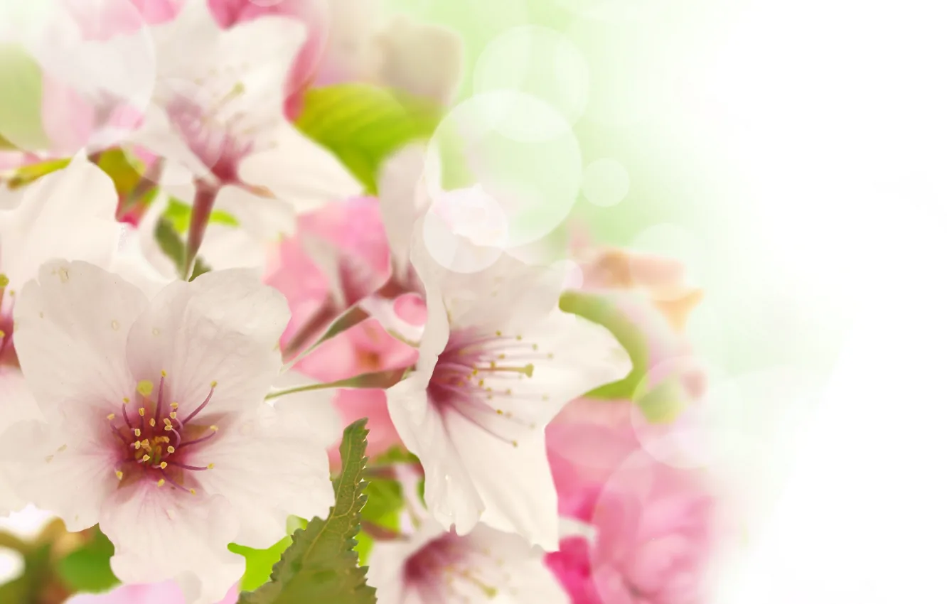 Фото обои цветы, красота, весна, лепестки, нежные, розовые, white, белые