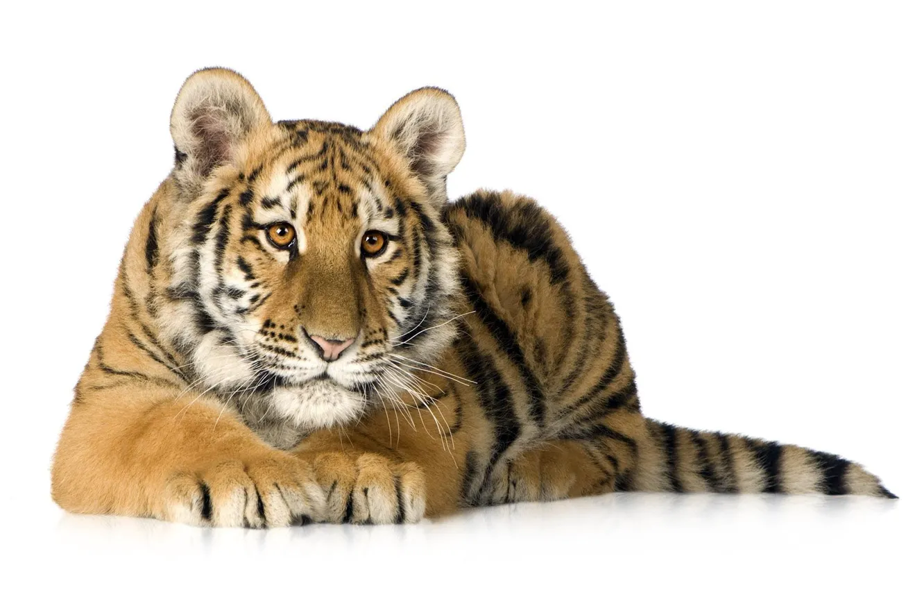 Фото обои тигр, хищник, белый фон, тигрёнок