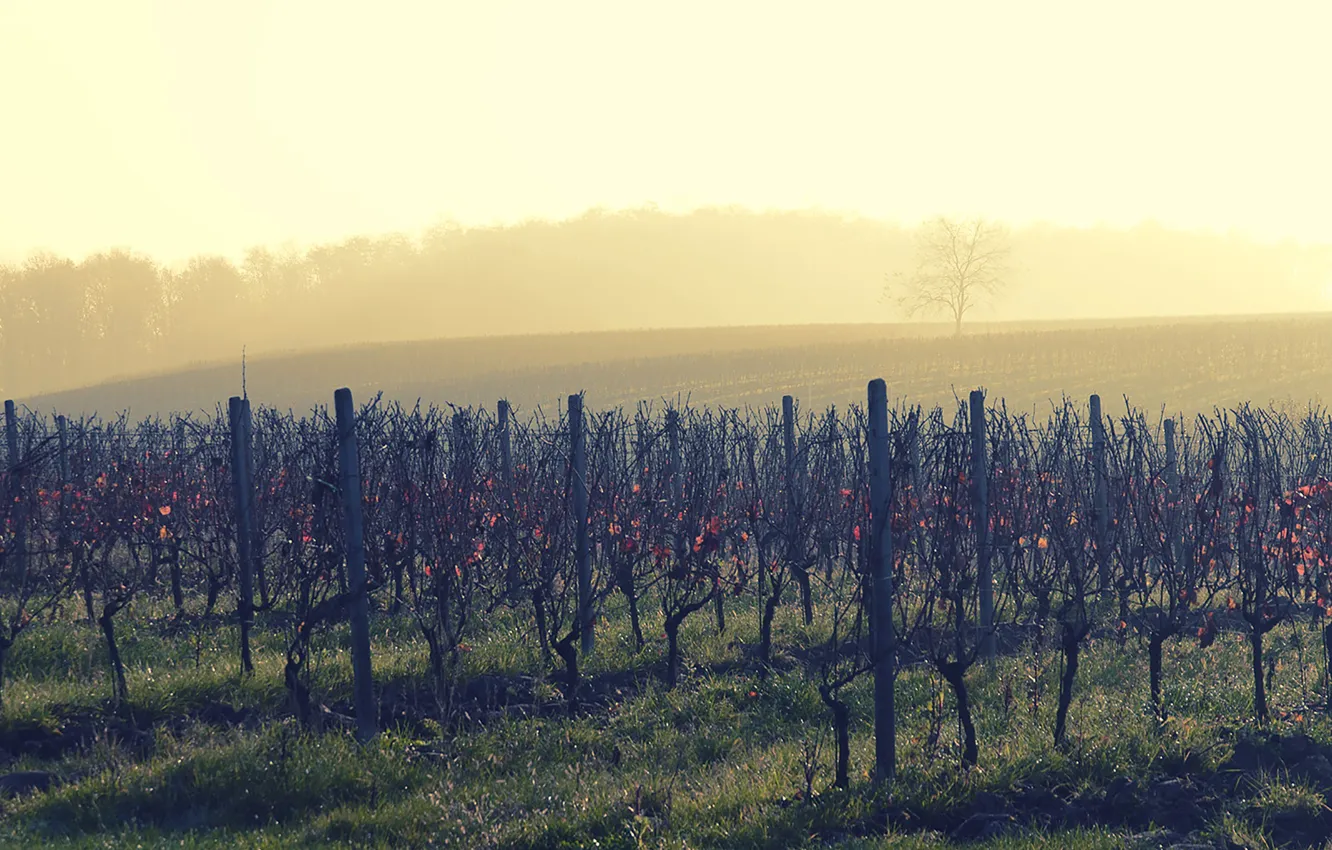 Фото обои wine, morning, fog, sunrise, dawn, vineyard