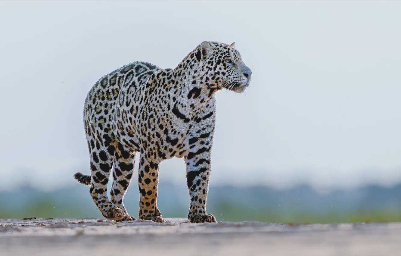 Фото обои животные, кот, хищник, ягуар, jaguar, cat, predator, animal