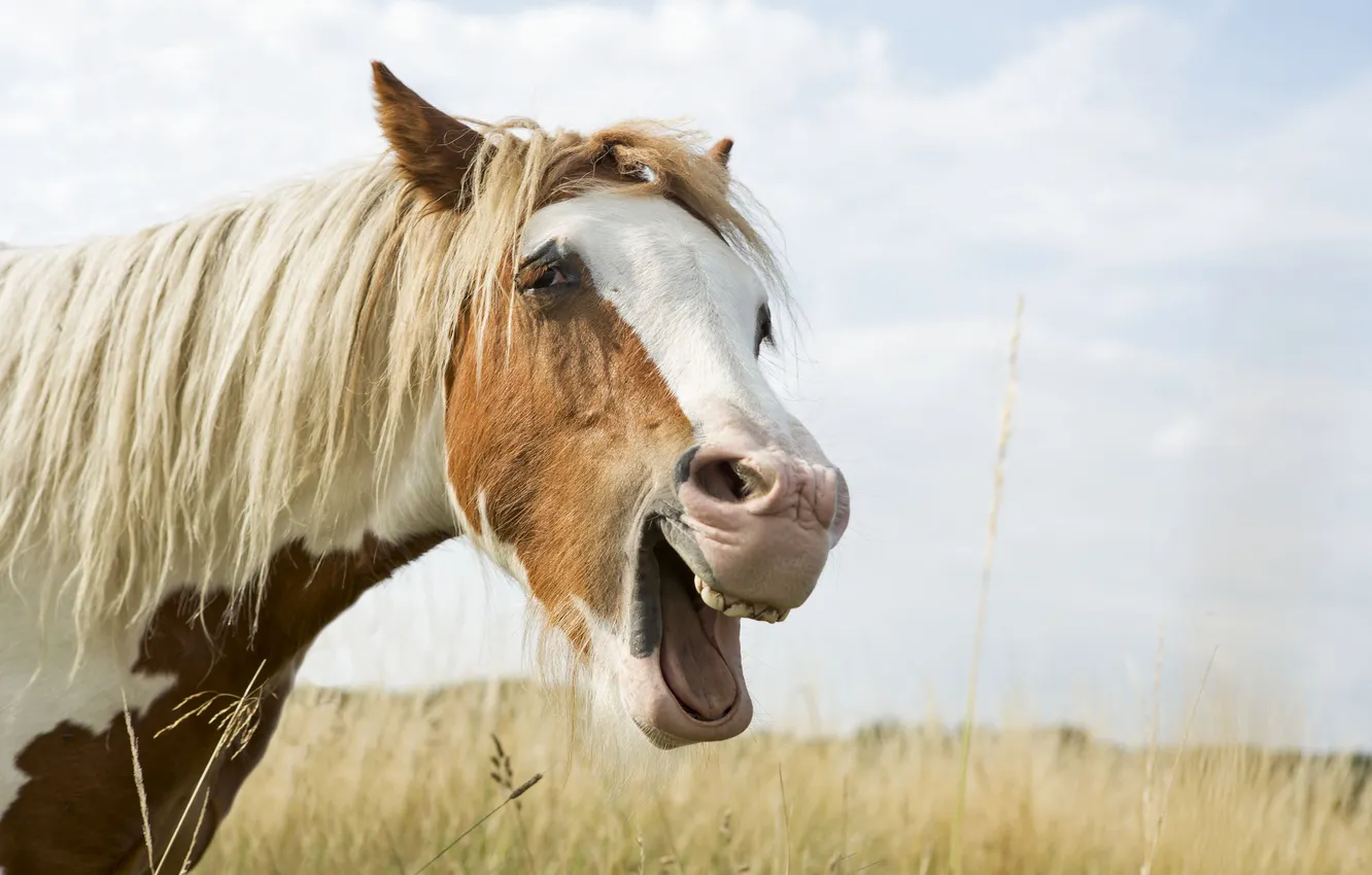 Фото обои морда, радость, конь, лошадь, грива, гримаса
