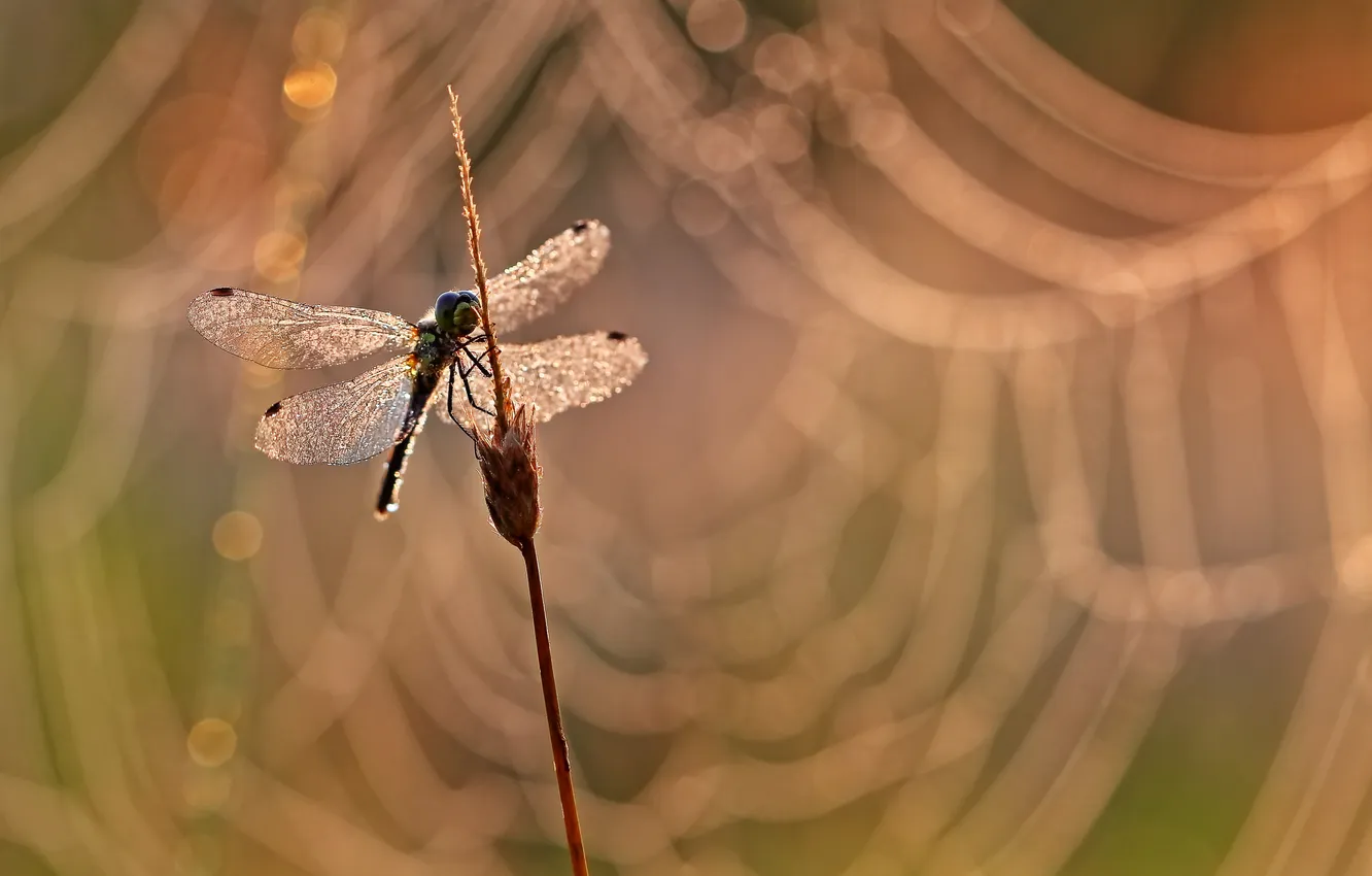 Фото обои wings, dragonfly, insect
