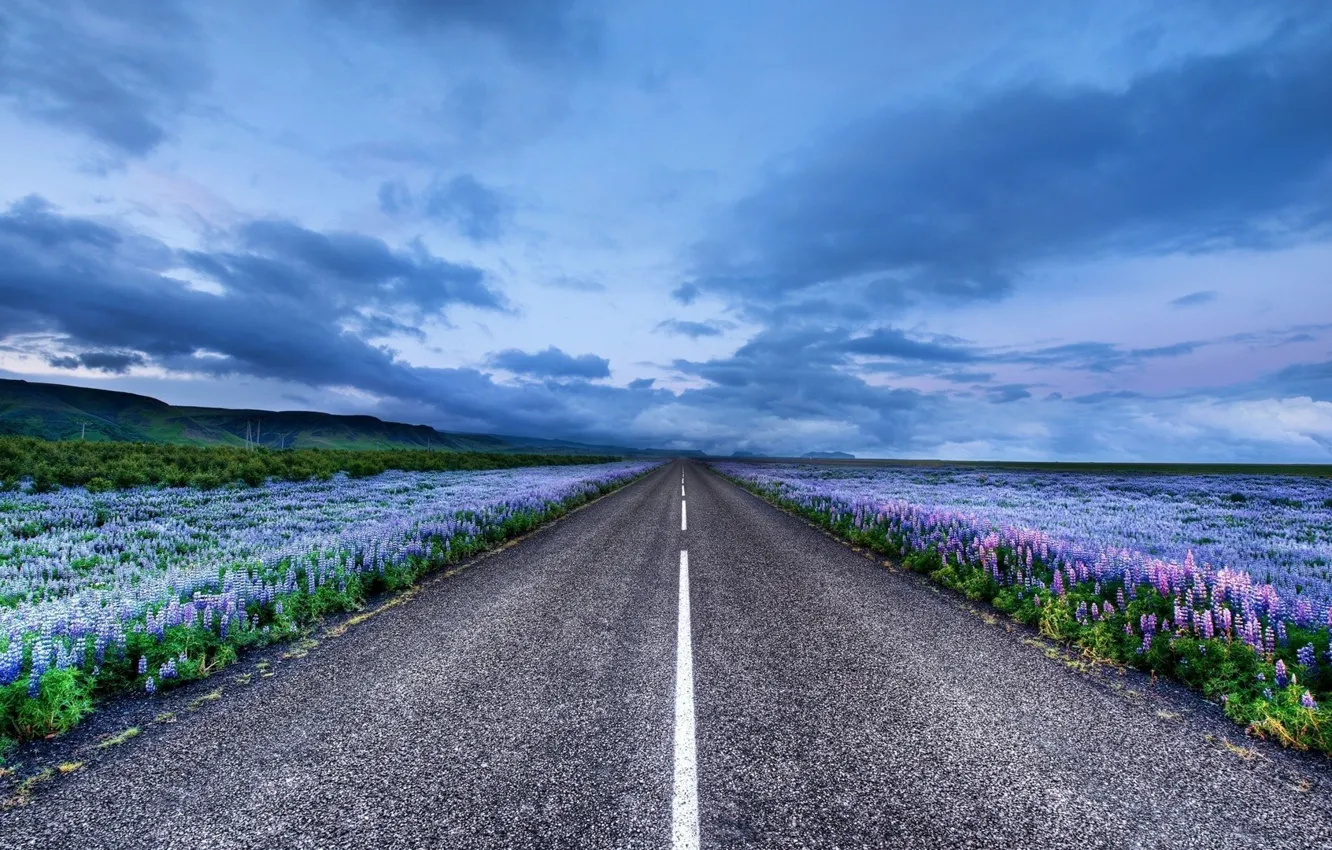 Фото обои дорога, цветы, горизонт, Исландия