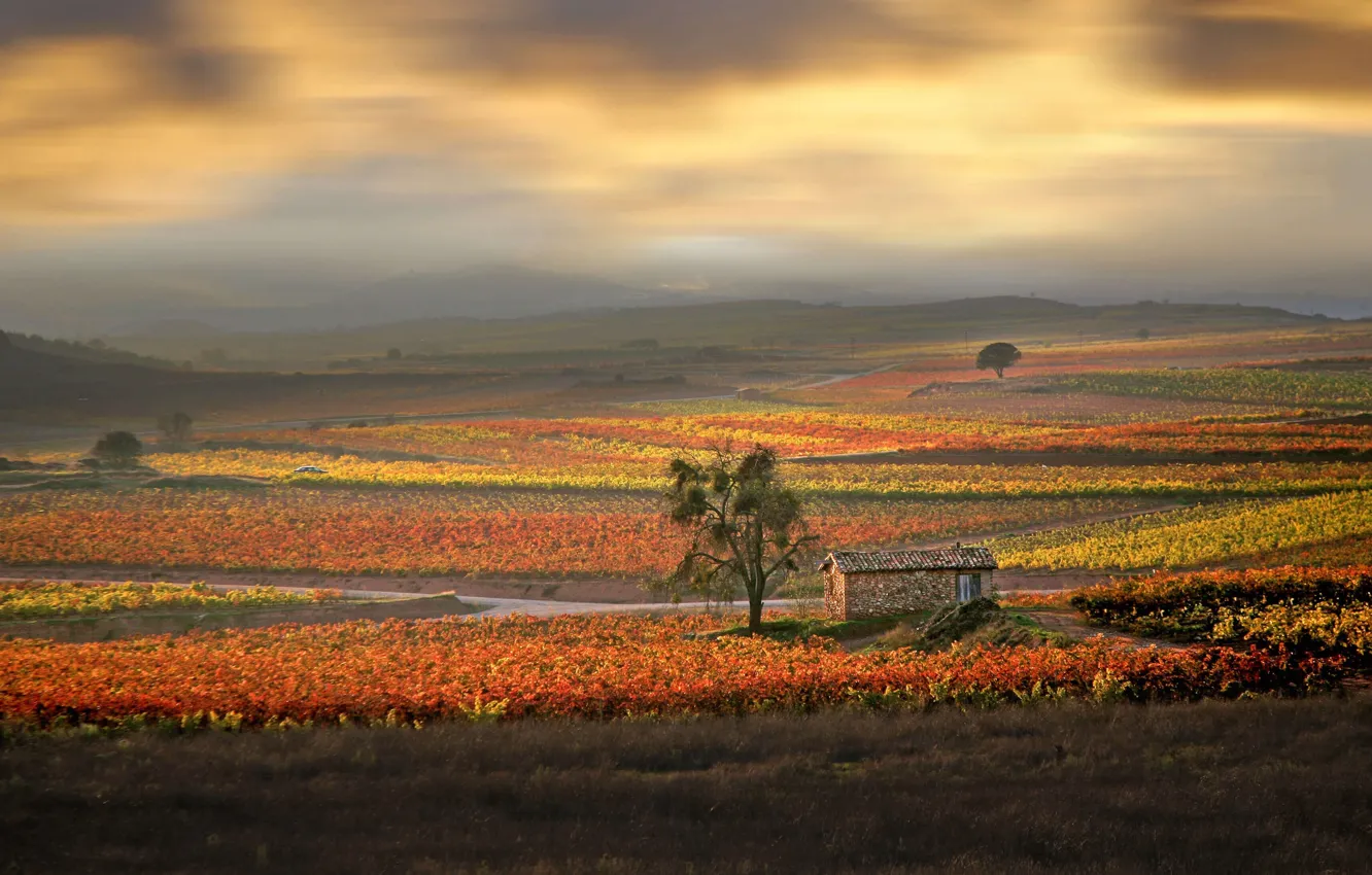 Фото обои осень, дом, утро, Испания, виноградники, Риоха