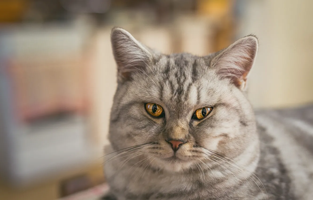 Фото обои кошка, кот, взгляд, морда, серый, портрет, полосатый, британский