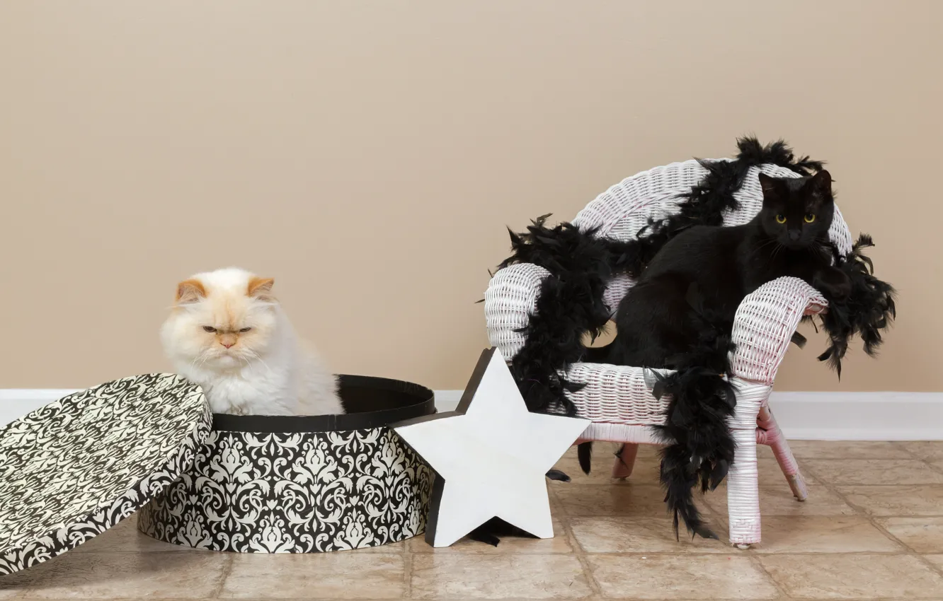 Фото обои кошка, белый, кот, стена, коробка, звезда, кресло, шарф