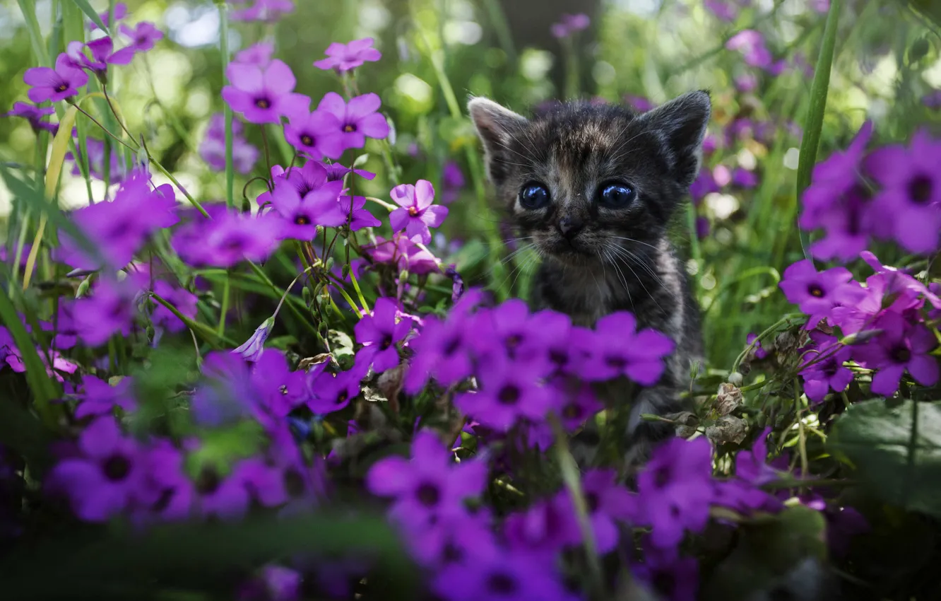 Фото обои взгляд, цветы, котёнок, мордашка