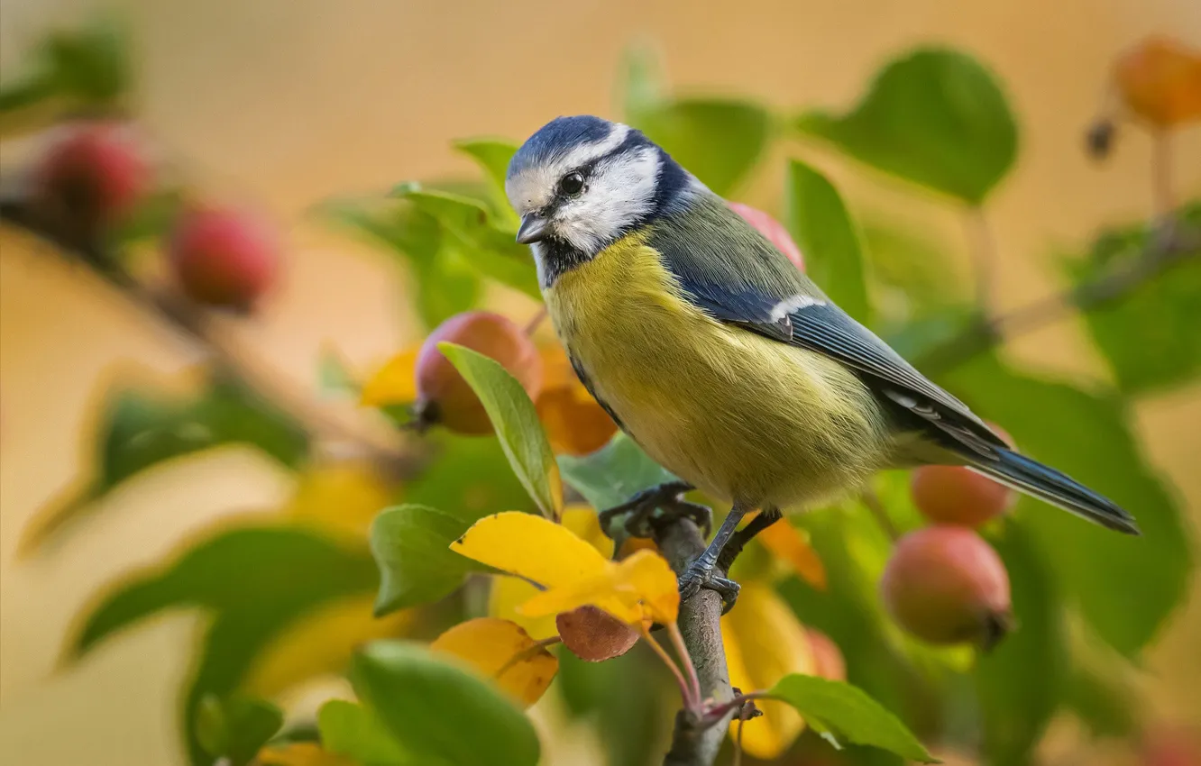 Фото обои листья, птица, ветка, синица, яблочки, лазоревка, размыт