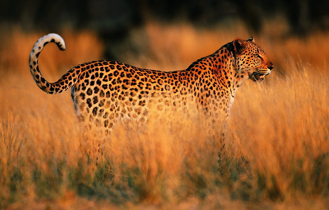 Фото обои закат, Леопард, саванна, Африка