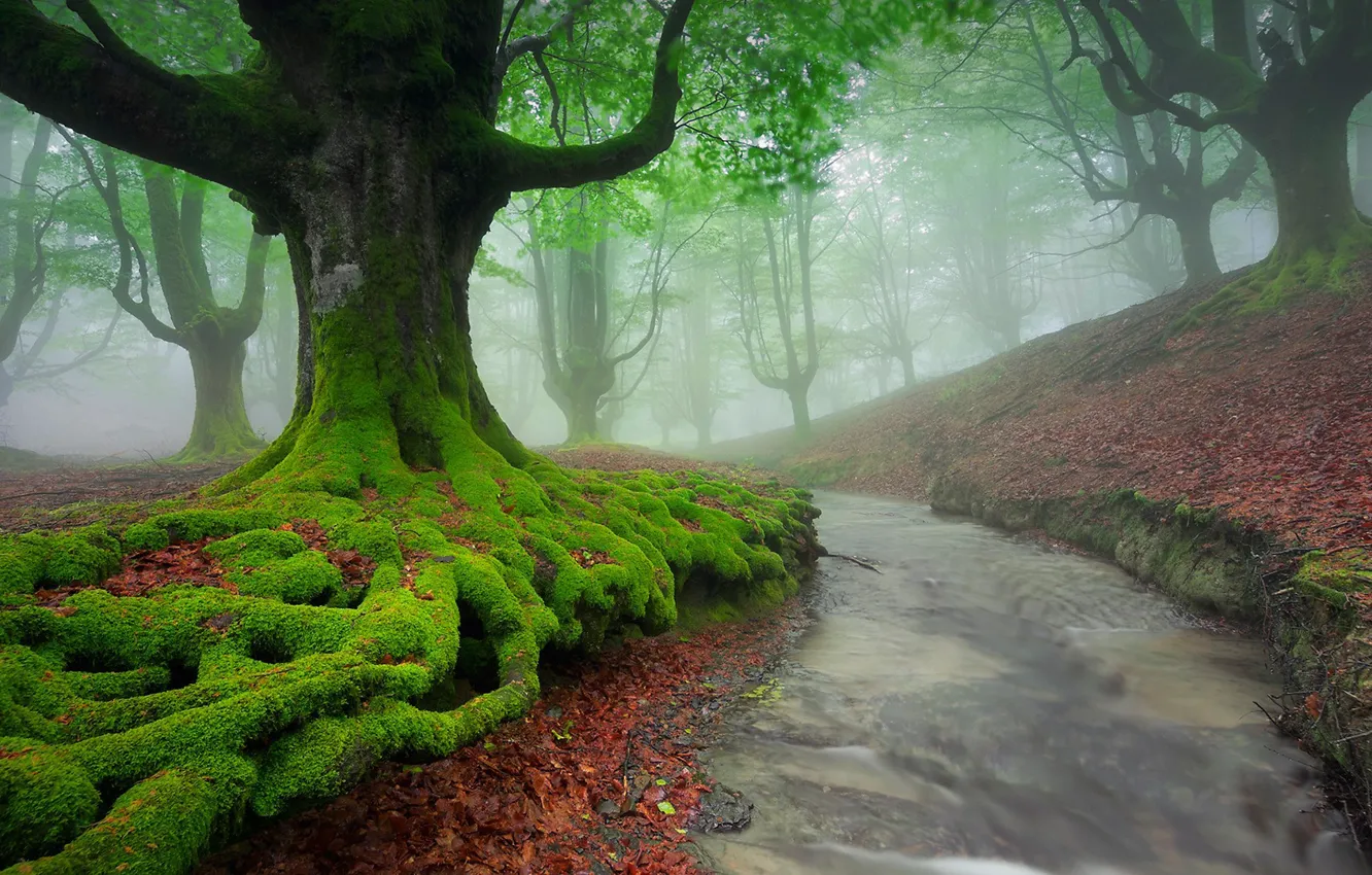 Фото обои forest, river, landscape, nature, Mist, fall, moss, long exposure
