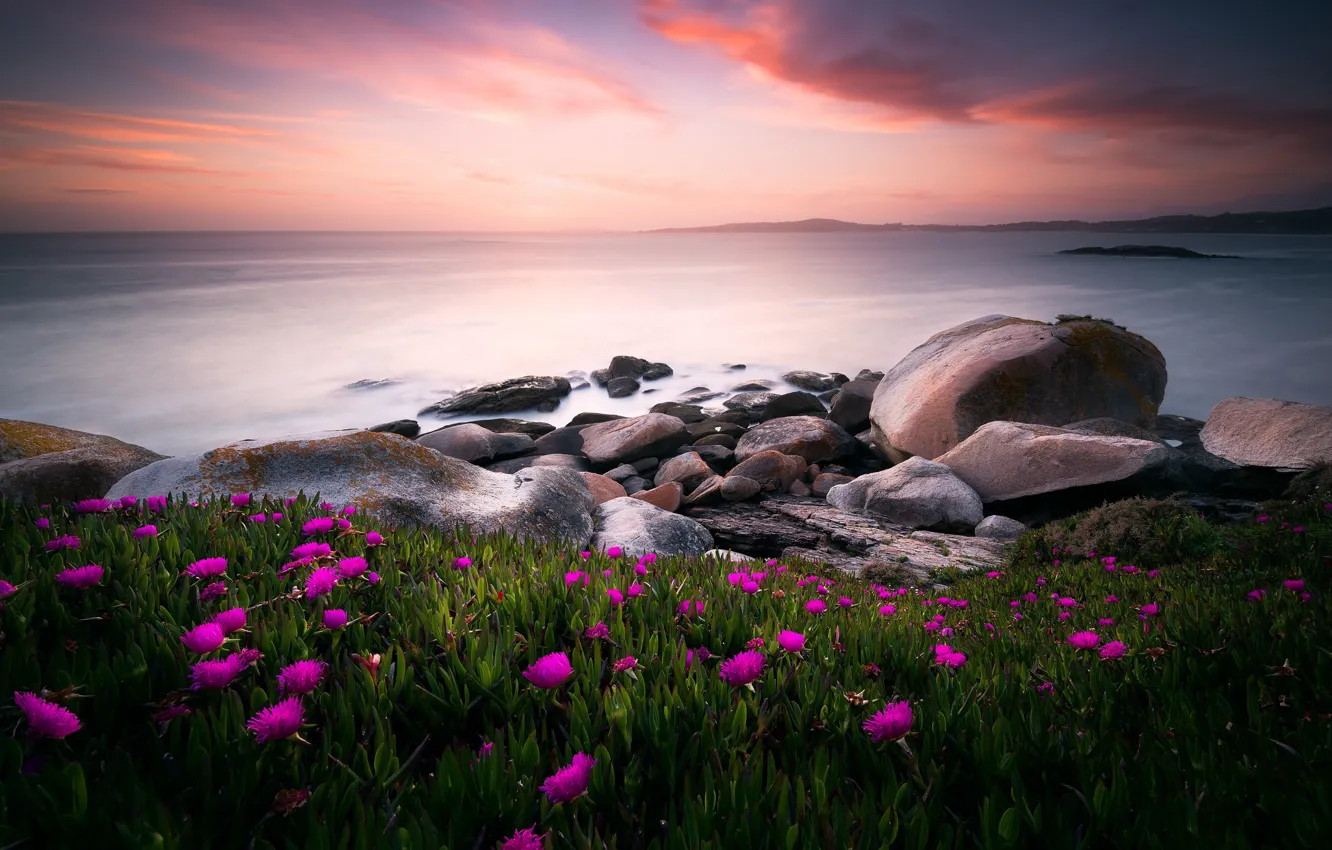 Фото обои море, цветы, природа, камни, океан, вечер, утро
