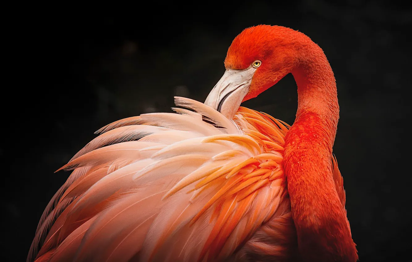 Фото обои взгляд, поза, птица, портрет, перья, черный фон, фламинго, розовый фламинго