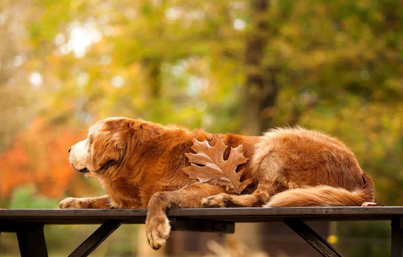 Фото обои осень, деревья, природа, лист, стол, собака, золотистый, ретривер