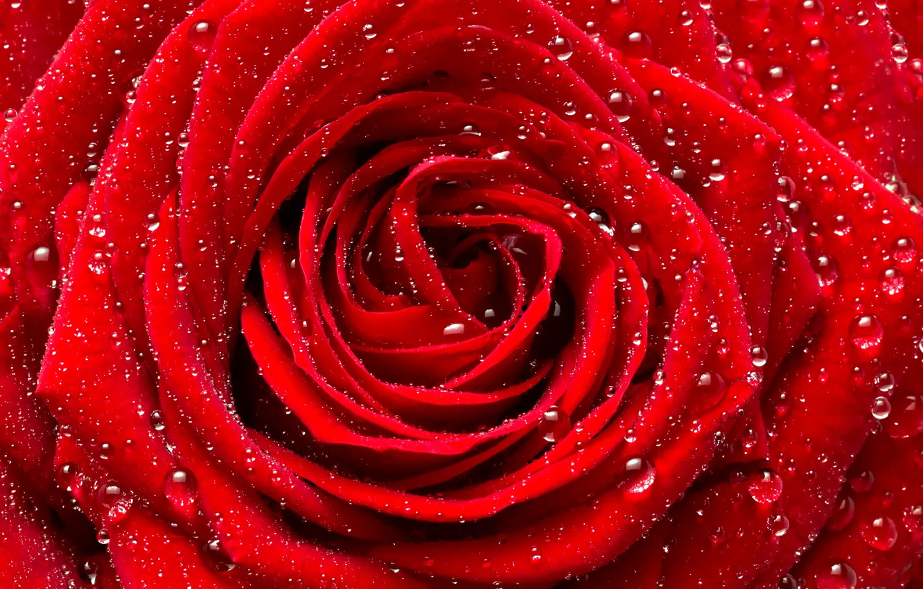 Фото обои цветок, капли, макро, роза, бутон, красная