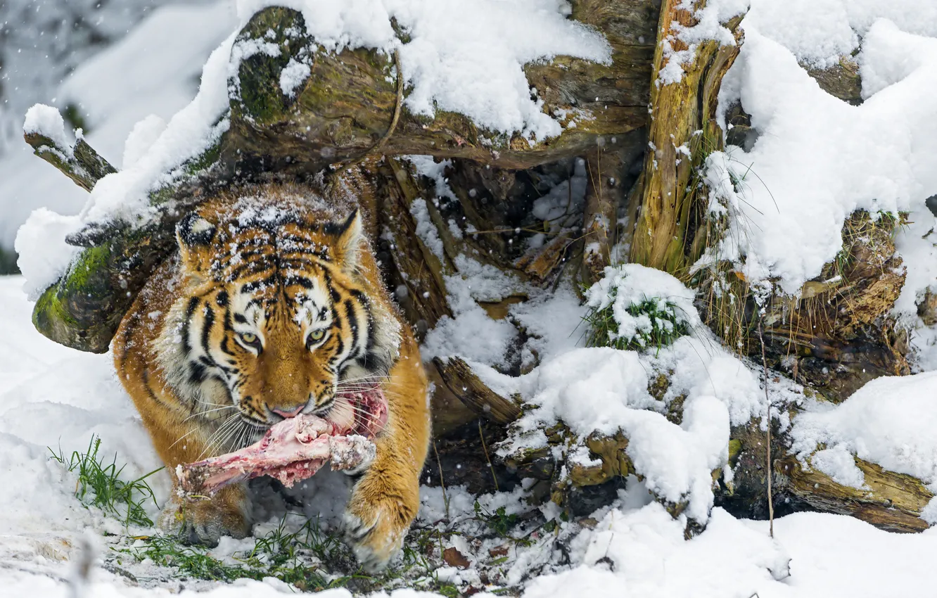 Фото обои зима, снег, хищник, кость, большая кошка, амурский тигр