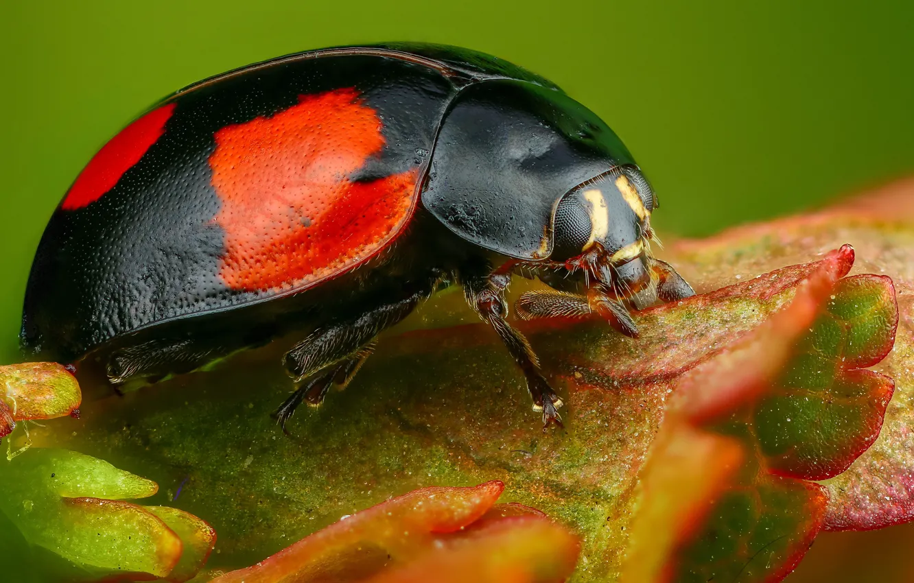 Фото обои макро, листок, божья коровка, жук, насекомое, зеленый фон, черная с красным