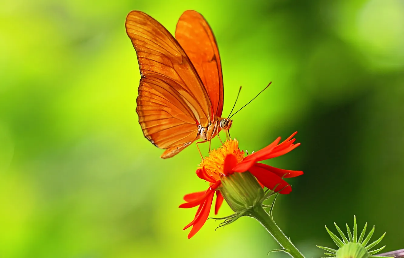 Фото обои цветок, бабочка, растение, крылья, лепестки, насекомое
