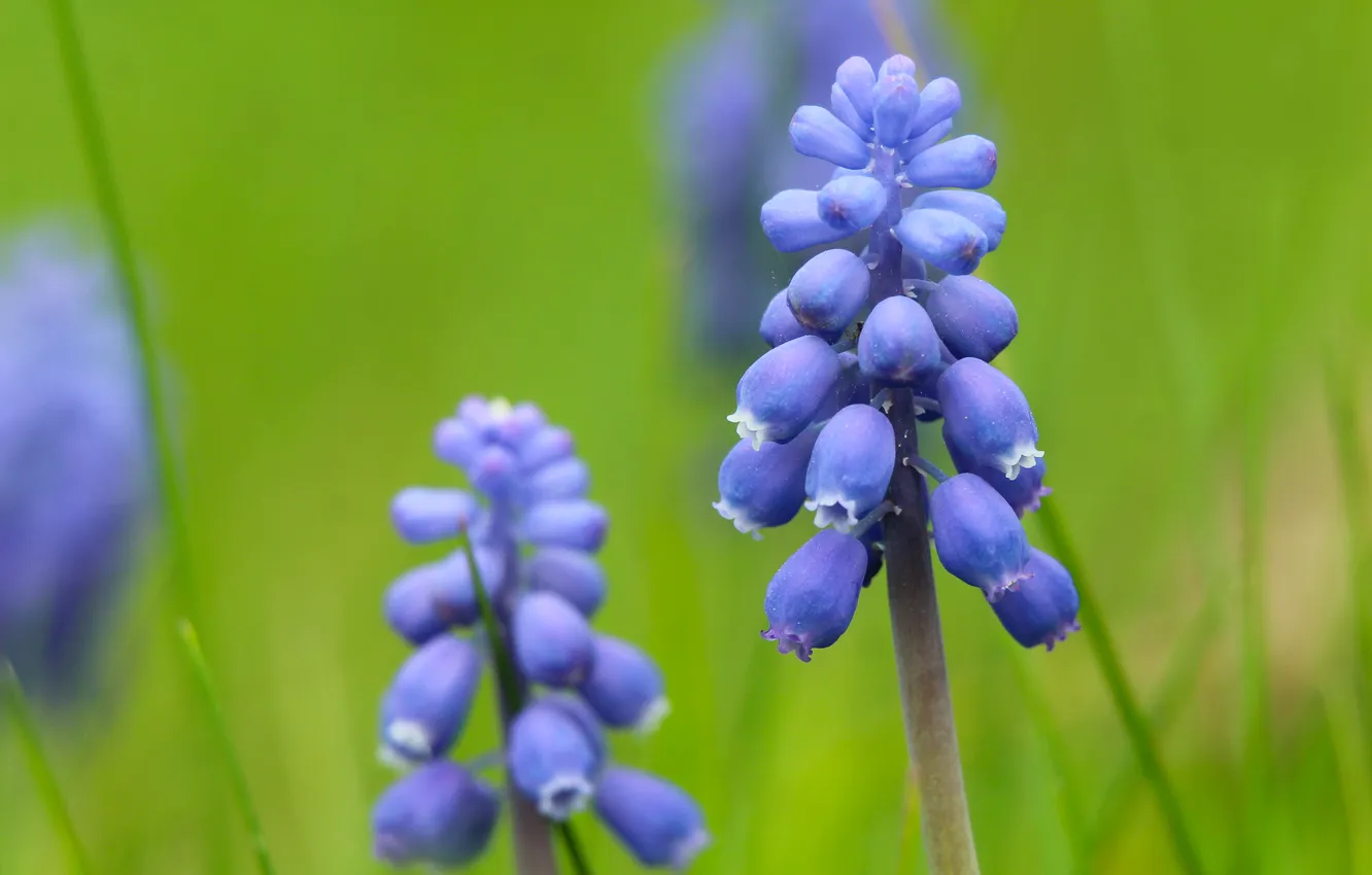 Фото обои blue, flowers, grape hyacinths