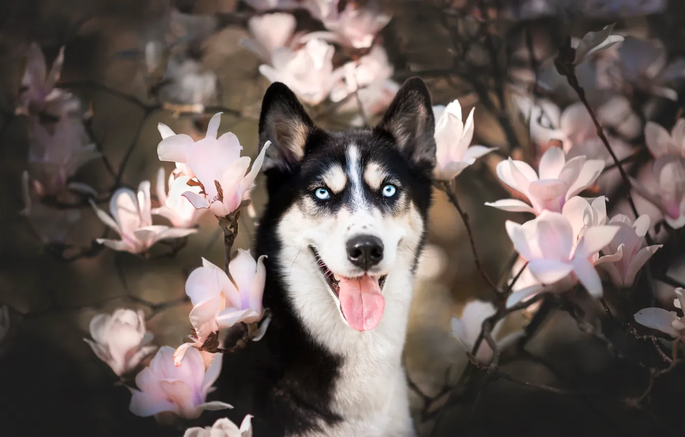 Фото обои язык, взгляд, морда, ветки, собака, цветение, цветки, магнолия