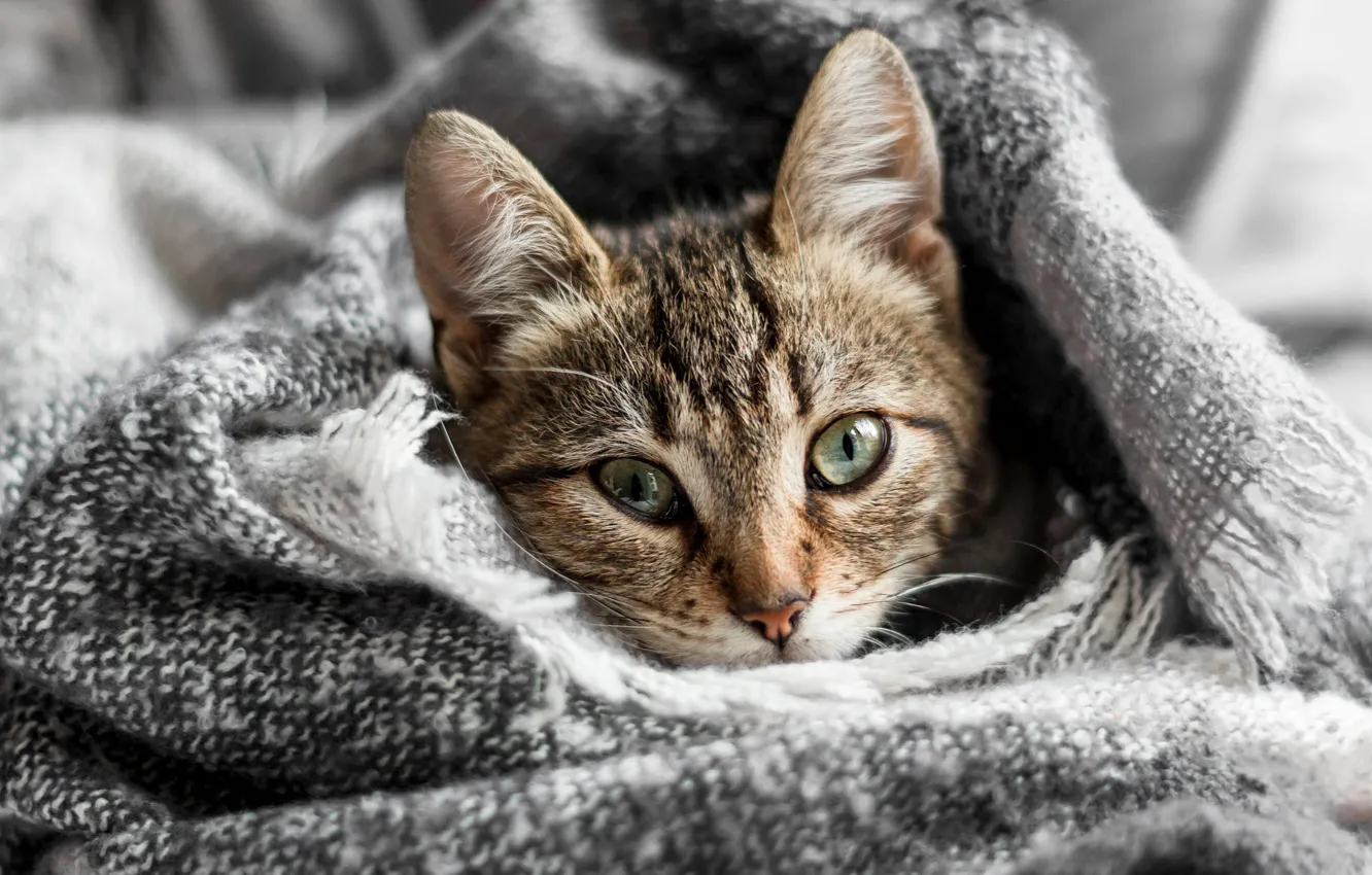 Фото обои кошка, кот, взгляд, плед, мордашка