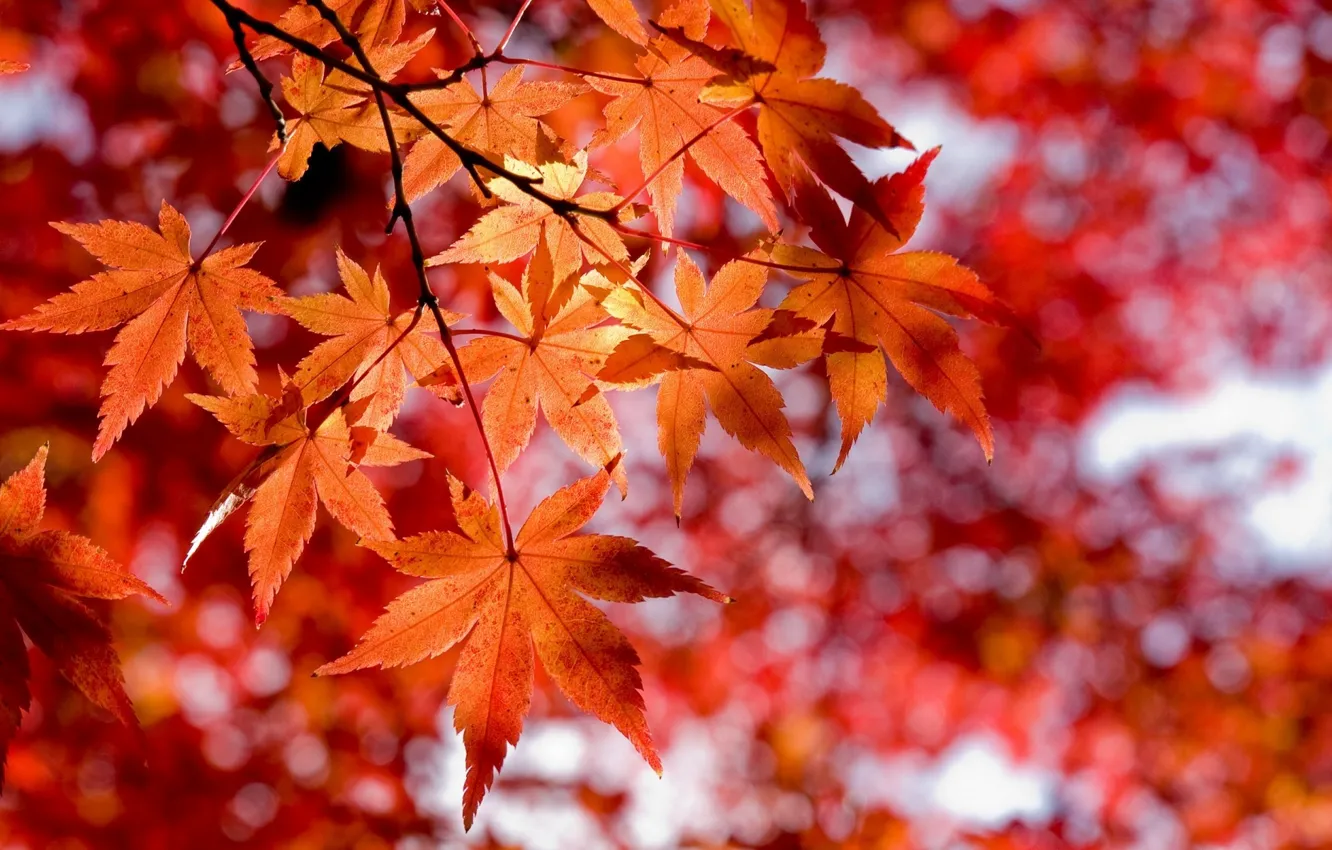 Фото обои осень, красные листья, стиль макро