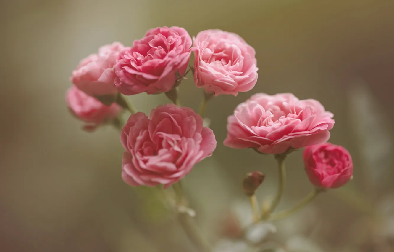 Фото обои розы, Pink, бутоны