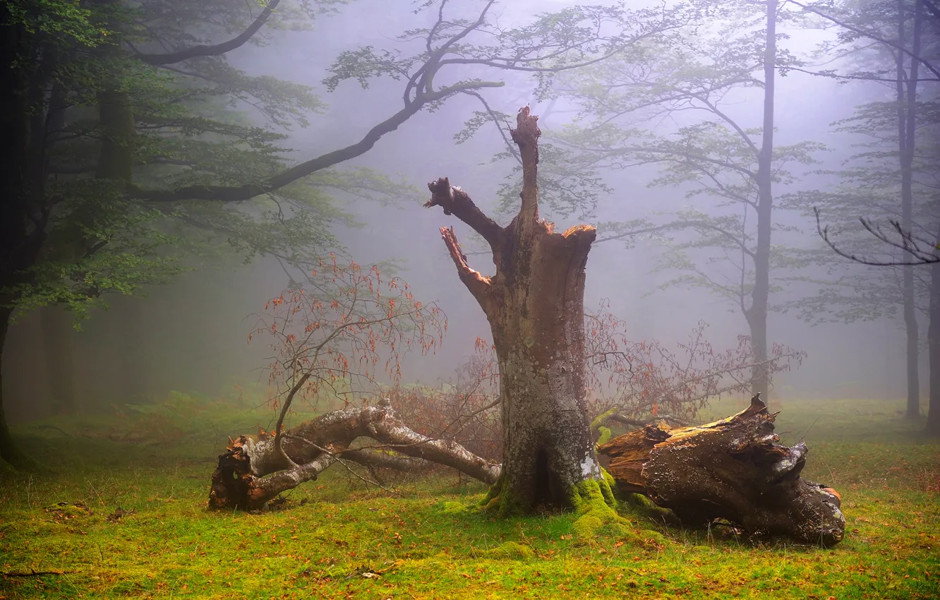 Фото обои лес, лето, природа, туман, Великобритания, дымка, Август, Oskar Zapirain