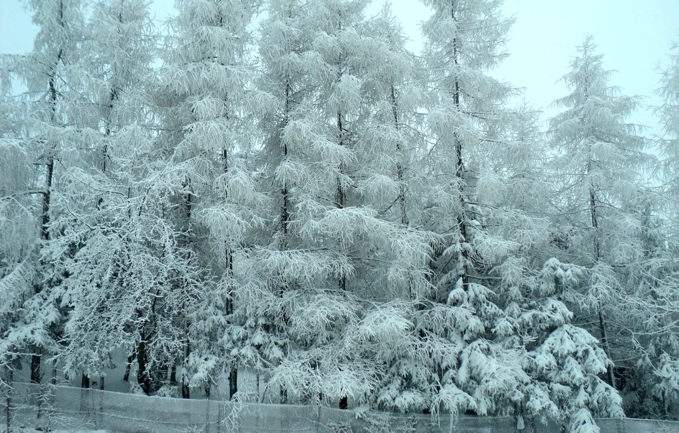 Фото обои зима, лес, снег, деревья, мороз, forest, Winter, trees