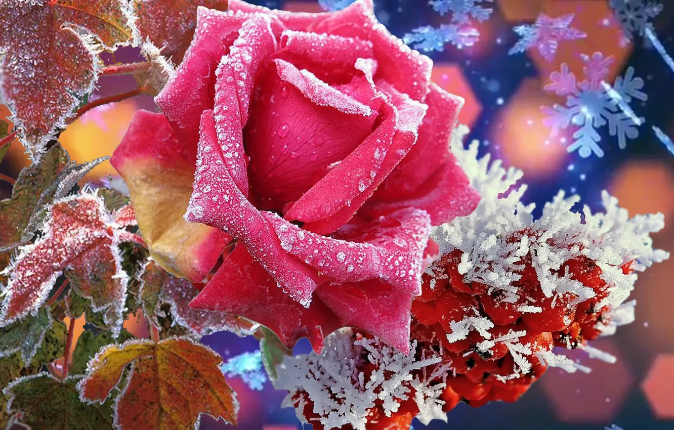 Фото обои природа, Зима, красота, Роза, супер. цветы