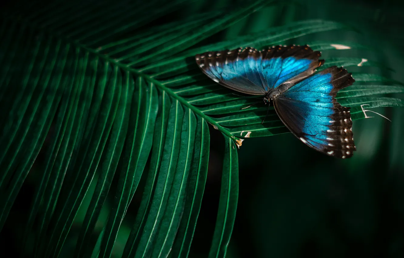 Фото обои листья, макро, природа, темный фон, бабочка, растение, насекомое, синяя