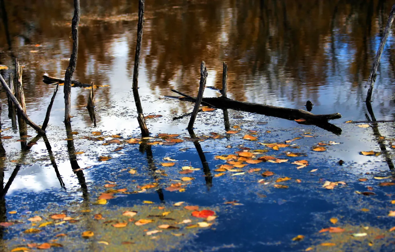 Фото обои осень, листья, деревья, озеро