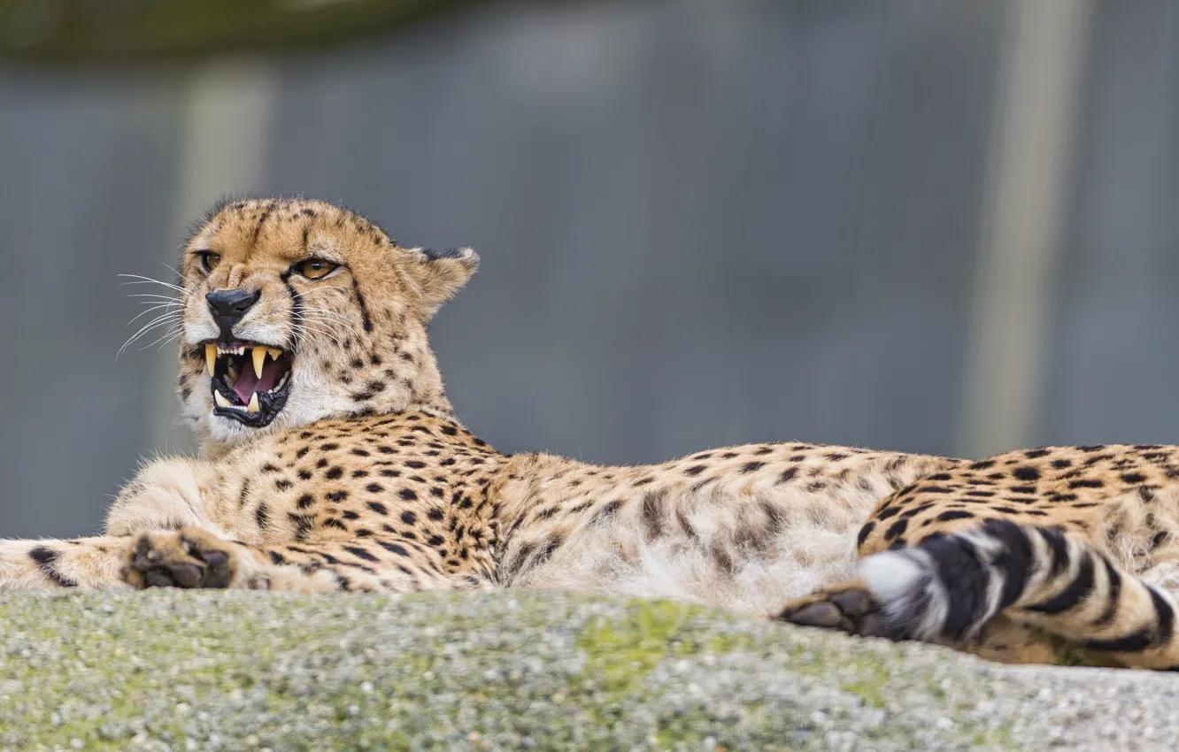 Фото обои кошка, отдых, гепард, клыки, ©Tambako The Jaguar