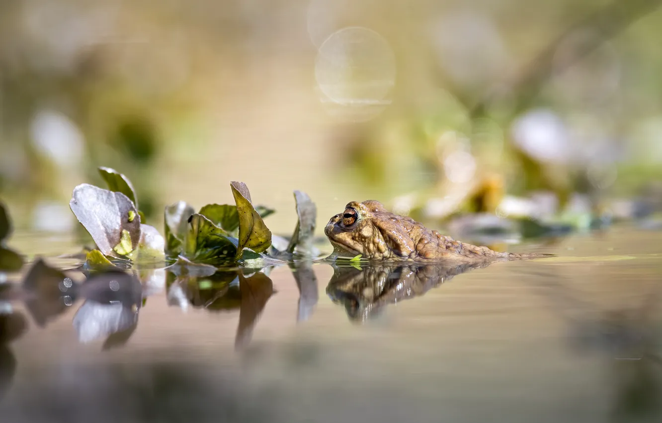 Фото обои листья, вода, пруд, отражение, лягушка, купание, жаба, водоем