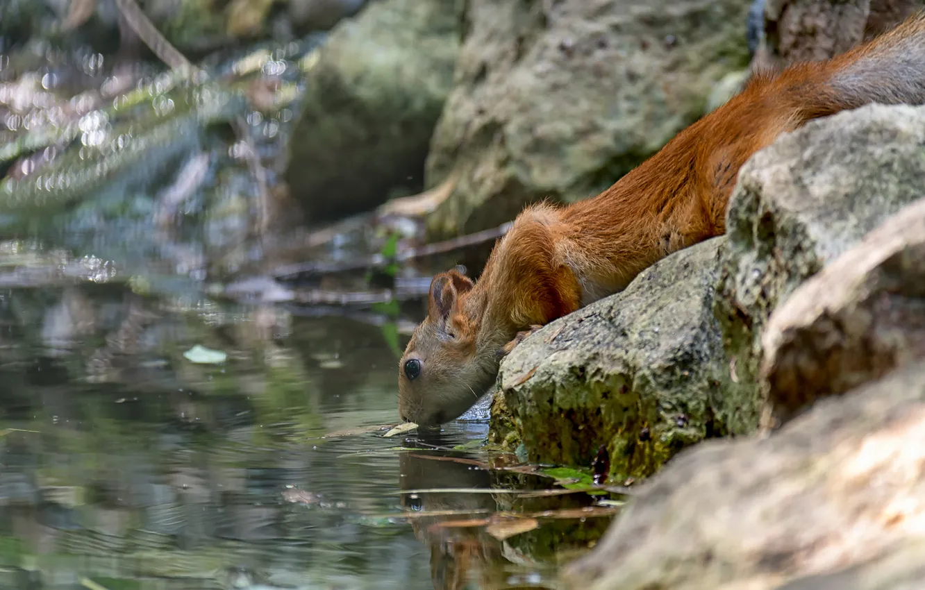 Фото обои вода, камни, белка, зверек, Жажда, Мочалова Марина