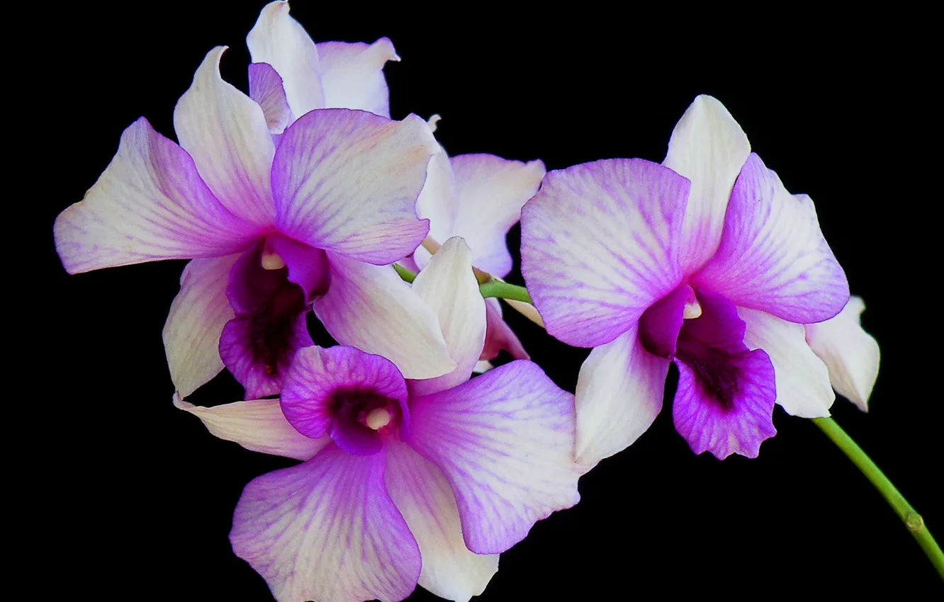 Фото обои макро, фон, лепестки, орхидея