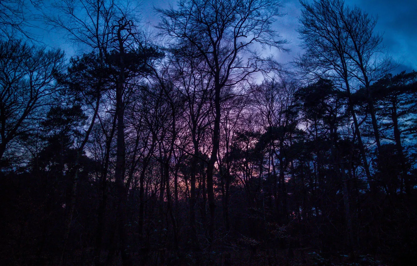 Фото обои лес, деревья, закат, природа, сумерки