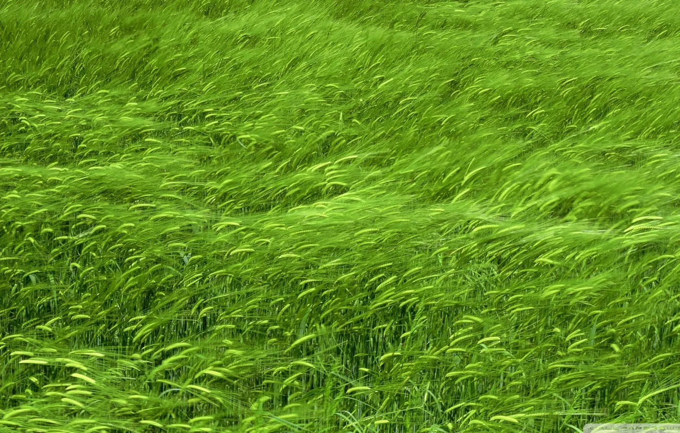 Фото обои поле, трава, салатовый