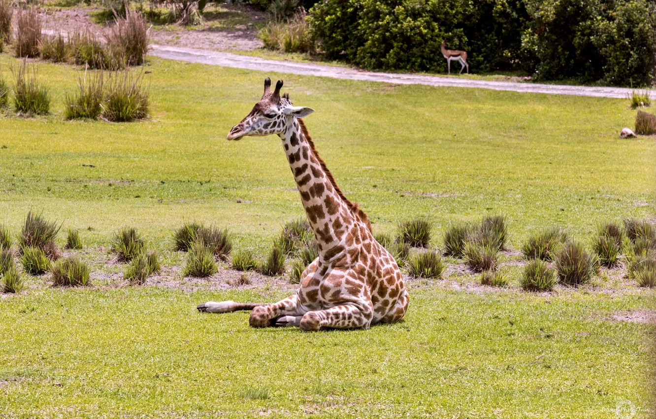 Фото обои животное, жираф, окрас, шея