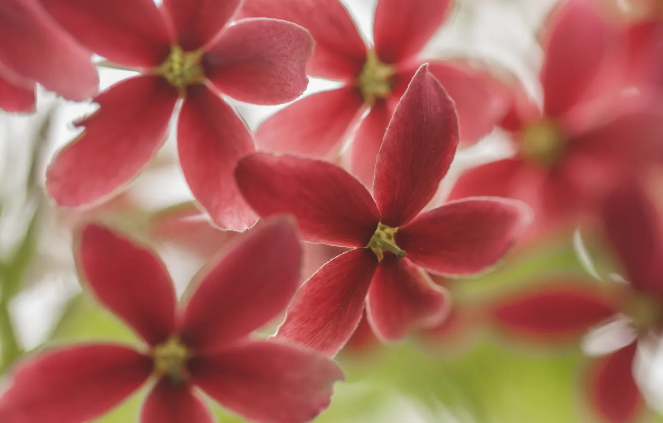 Фото обои макро, цветы, фон