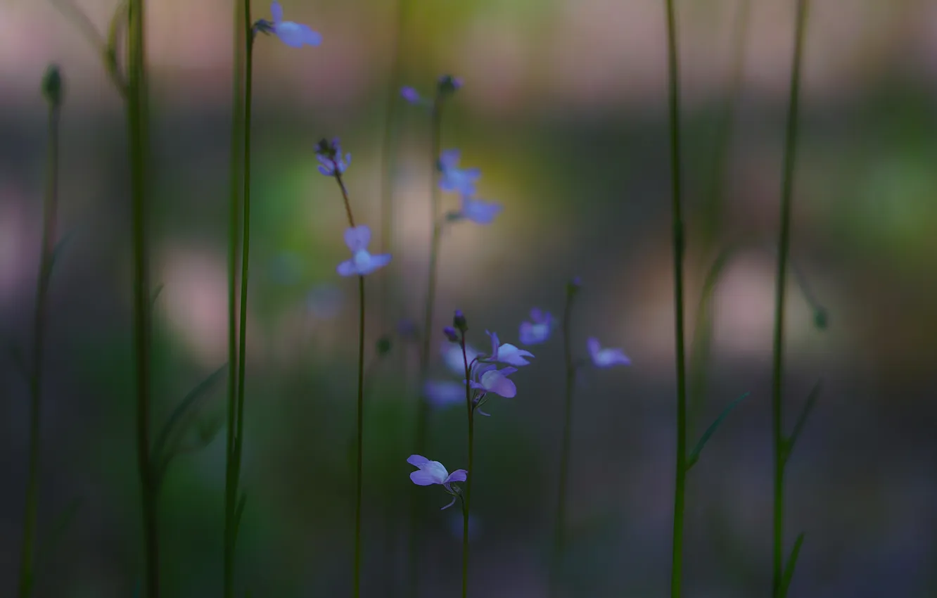 Фото обои трава, цветы, синие, розмытость