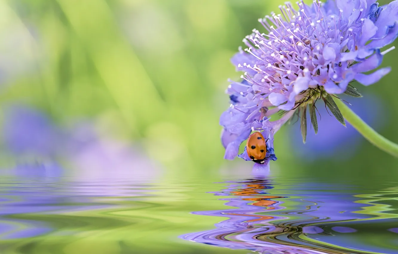 Фото обои цветок, вода, макро, отражение, божья коровка, жук